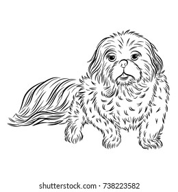 Little pekingese dog vector by hand drawing.pekingese dog fot tattoo on white background.