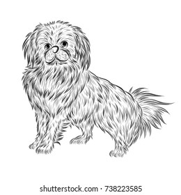 Little pekingese dog vector by hand drawing.pekingese dog fot tattoo on white background.