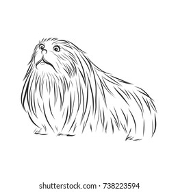 Little pekingese dog vector by hand drawing.pekingese dog fot tattoo on white background.