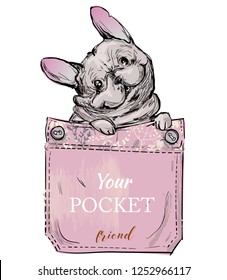little pug in pocket. vector illustration