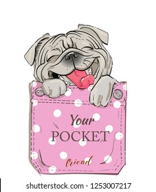 little pug in pocket. vector illustration