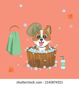 Little puppy corgi dog is having a bath. Hilarious cute clean doggie bathing in bubbles. Dog pet grooming bath