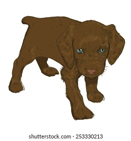 Little puppy on a white background. Vector illustration of a dog in the style of drawing