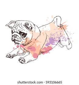 A little puppy runs. Puppy of breed a pug. Hand drawn sketch. Vector illustration isolated on white background.