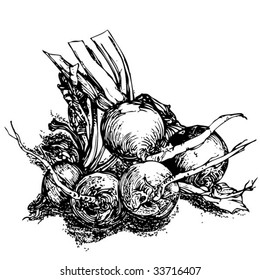 little radish