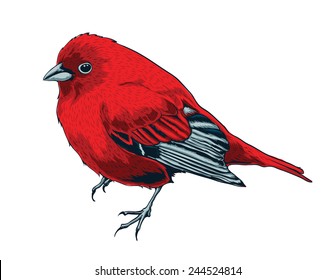 Little Red Bird Vector 