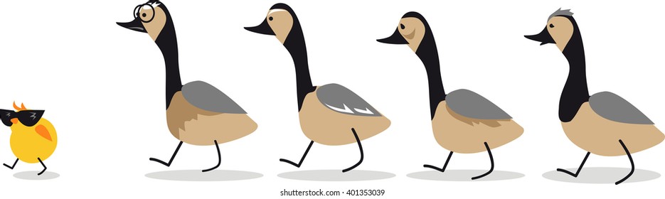 Little self-confident gosling leading a group of old geese, EPS 8 vector illustration, no transparencies