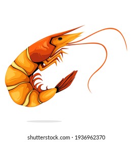 Little Shrimp Vector isolated on White Background