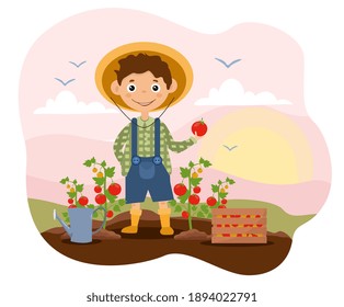 Little smiling kid in garden clothes is harvesting tomatoes. Concept of horticulture for every age and gender. Flat cartoon vector illustration