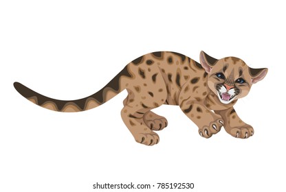 Little spotted angry puma  with long tail.Young hissing American mountain lion  isolated on white. Cute  cougar cub vector flat illustration.