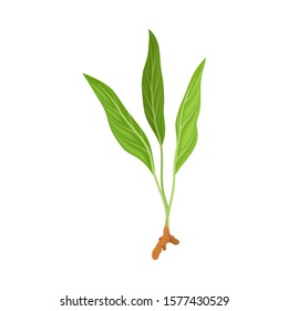 Little Sprout Of Asian Plant Of Ginger Family With Green Leaves Vector Illustration