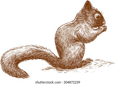 little squirrel