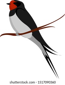 Pequeña golondrina, ilustración, vector sobre fondo blanco.