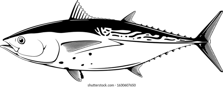 Little tunny fish in side view in black and white isolated illustration, realistic sea fish illustration on white background, commercial and recreational fisheries