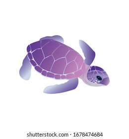 A little turtle illustration vector