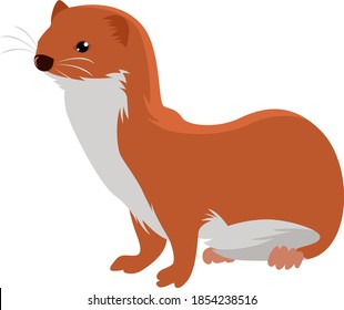 Little weasel, illustration, vector on white background