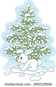 Little white hare sitting under a snowy green fir tree in a cold winter forest, vector cartoon illustration isolated on a white background