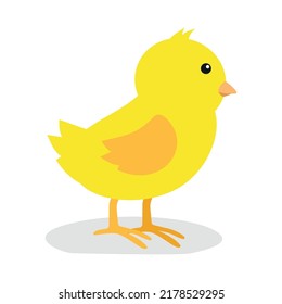 little yellow chick on a white background