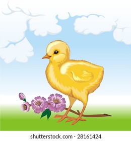 little yellow chicken