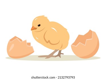 Little yellow chicken baby and broken egg. Newborn cute chick, small bird emergence from egg. Farm or Easter concept vector illustration isolated on white background.