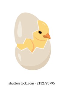 Little yellow chicken in cracked egg. Newborn cute chick, small bird hatching from egg. Farm or Easter concept vector illustration isolated on white background.