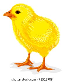 little yellow chicken isolated on white, vector illustration