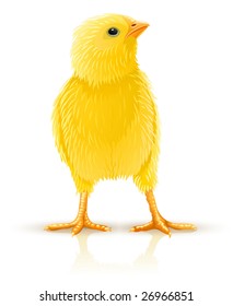 little yellow chicken isolated - vector illustration