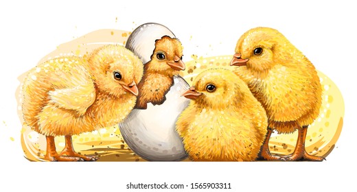 Little yellow chickens. Wall sticker. Hand-drawn, artistic, color image of chickens in watercolor style on a white background.