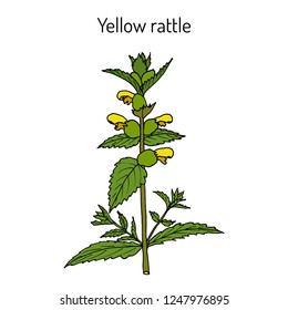 Little yellow rattle (Rhinanthus minor), medicinal plant. Hand drawn botanical vector illustration