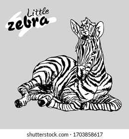 Little Zebra lies graphics vector