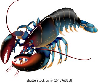 Live black lobster, isolated on the white background