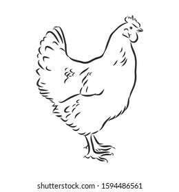 Live chicken, domestic bird, vector sketch 