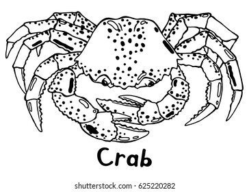 Live crab with claws. Top view. Hand drawn isolated illustration with the inscription on a white background