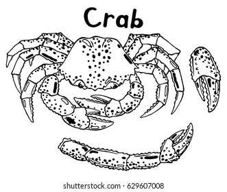 Live crab and his hands with claws. Hand drawn isolated illustration with the inscription on a white background 