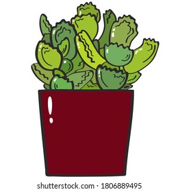 Live Cute Green Succulent, house plant in dark red pot vector illustration