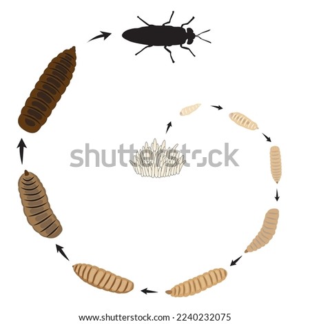 Live cycle of Black Solder Fly larvae asset vector illustration