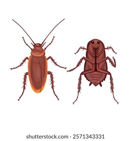 live and dead red cockroach. Red cockroach insect. Realistic Red cockroach  on white background. Top view. Vector.

