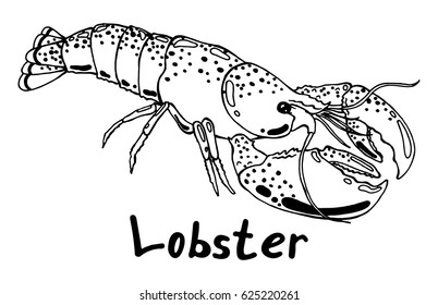 Live lobster with claws. Hand drawn isolated illustration with the inscription on a white background