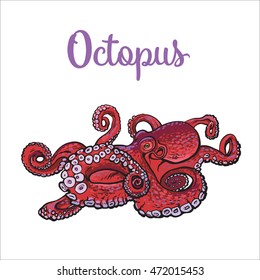 Live octopus, sketch style vector illustration isolated on white background. Drawing of octopus, luxury seafood delicacy. Edible underwater creature, healthy organic food