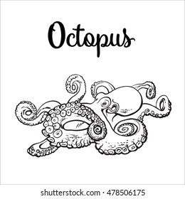 Live octopus, sketch style vector illustration isolated on white background. Drawing of octopus, luxury seafood delicacy. Edible underwater creature, healthy organic food