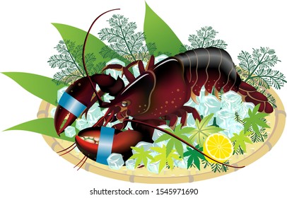 Live red ｌobster on a bamboo basket, isolated on the white background