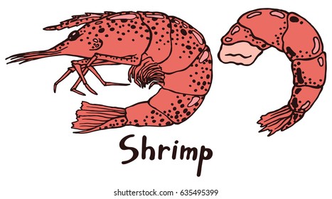 Live shrimp in the scales and its cooked boiled tail with meat. Hand drawn isolated illustration with the inscription on a white background