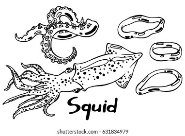 Live squid with tentacles with suckers and snack salted squid rings. Hand drawn isolated illustration with the inscription on a white background