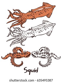 Live squid and tentacles of an underwater monster with suckers. Hand drawn isolated illustration with the inscription on a white background