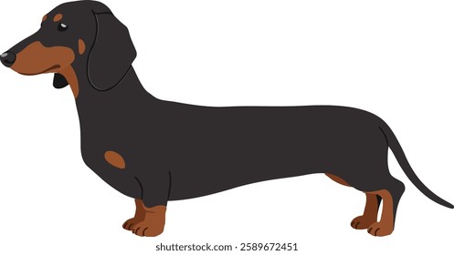 A lively dachshund with a shiny black and brown coat stands proudly, exuding a sense of playfulness in this cheerful vector artwork.