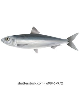 Lively, realistic fish