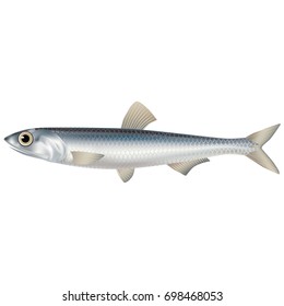 Lively, realistic fish