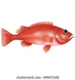 Lively, realistic fish