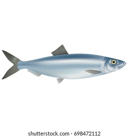 Lively, realistic fish
