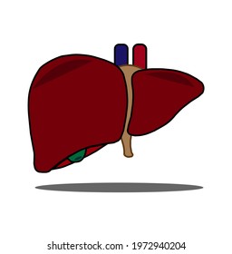 Liver 3D colored vector image for human body awareness and liver disease education.